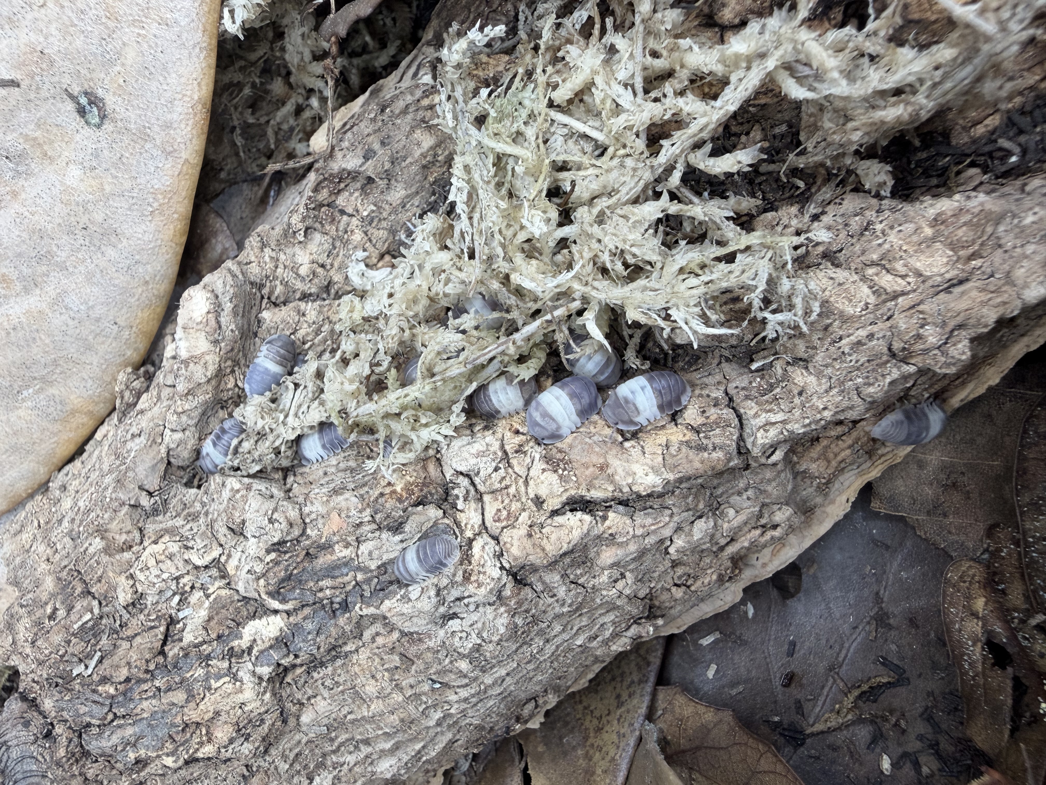Panda King Isopods - 10 Cubaris sp. “Panda King”