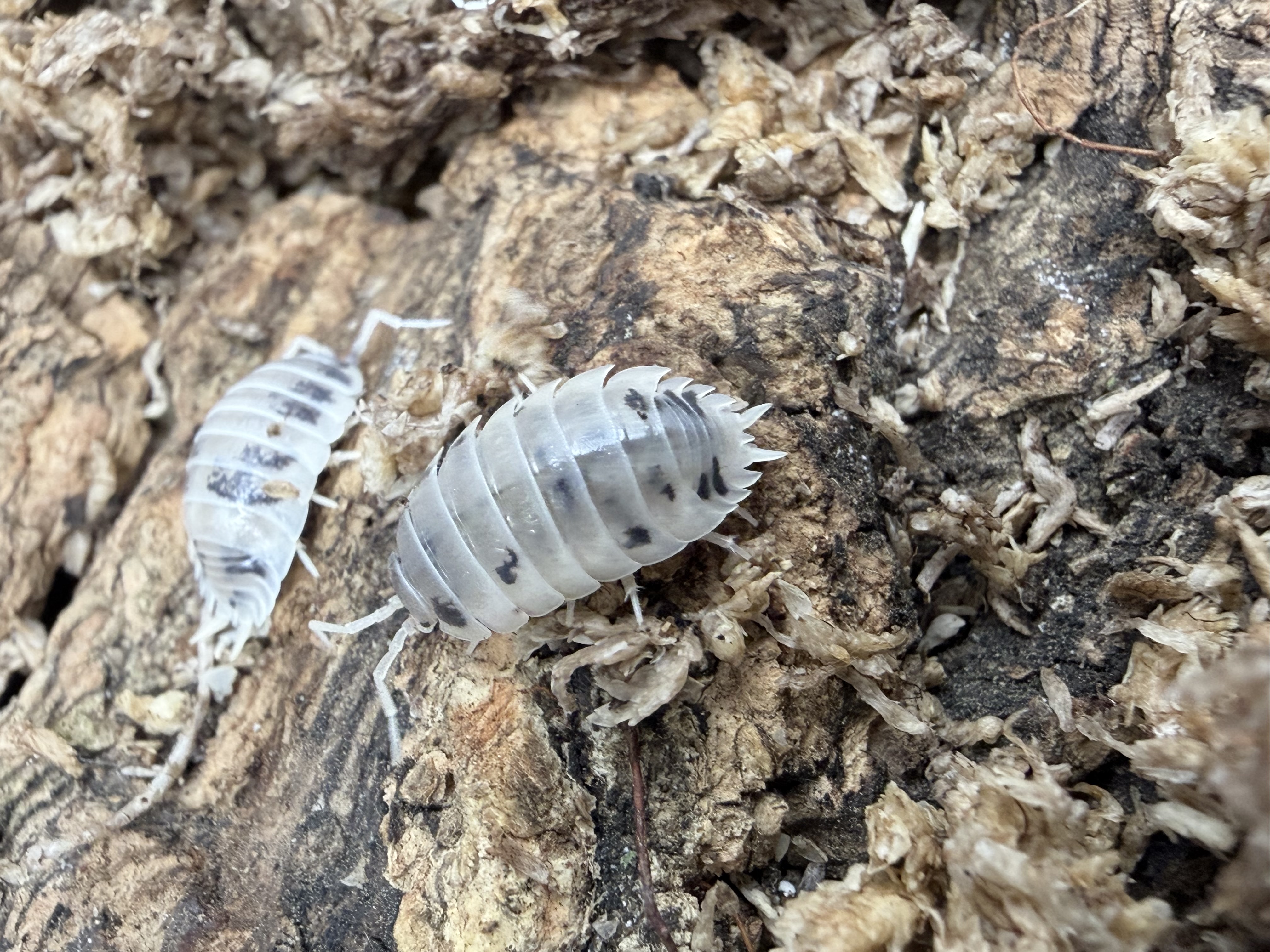 Dairy Cow Isopods - 10 Porcellio laevis