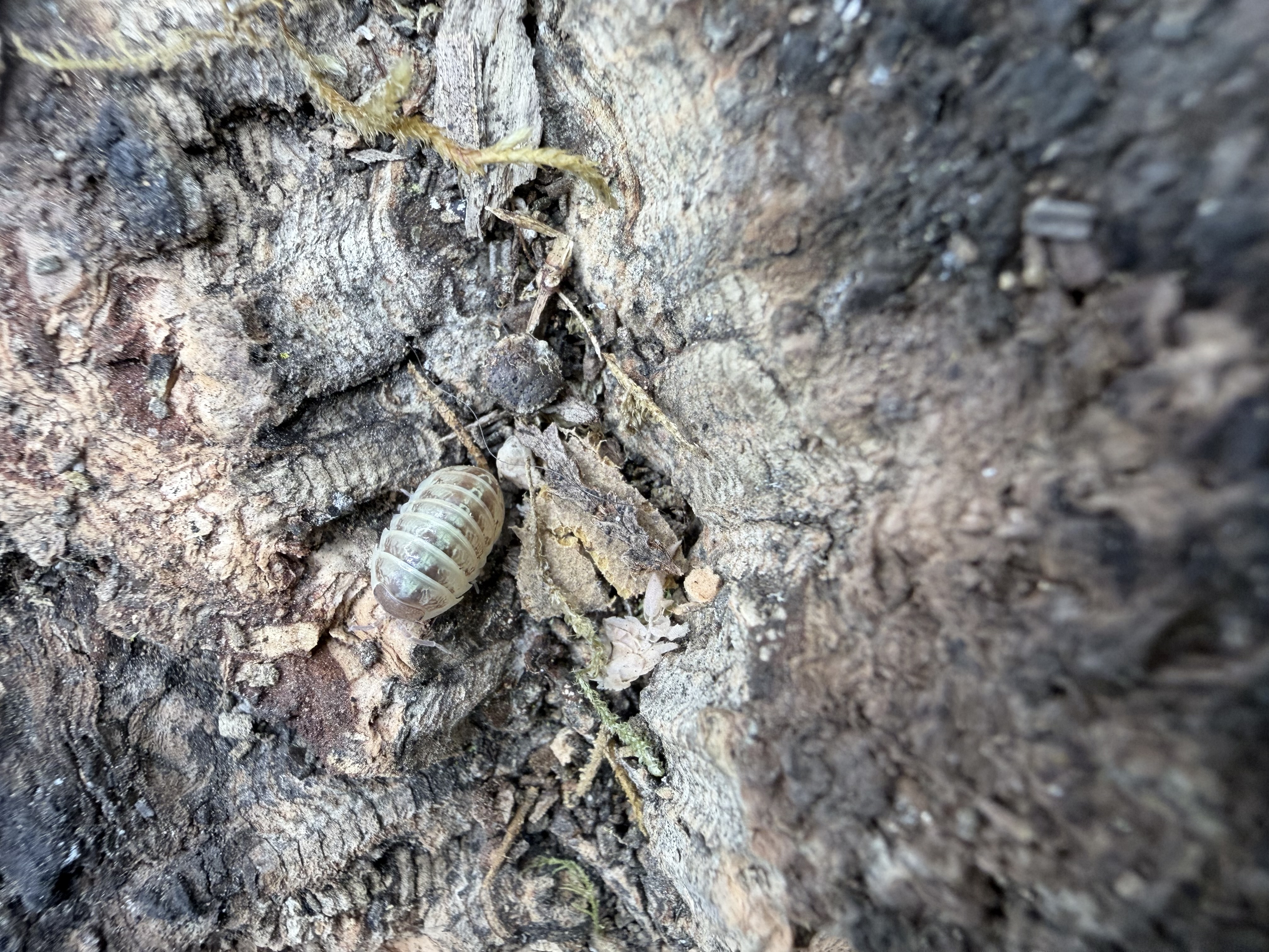 Gem Mix Isopods - 10 Armadillidium vulgare
