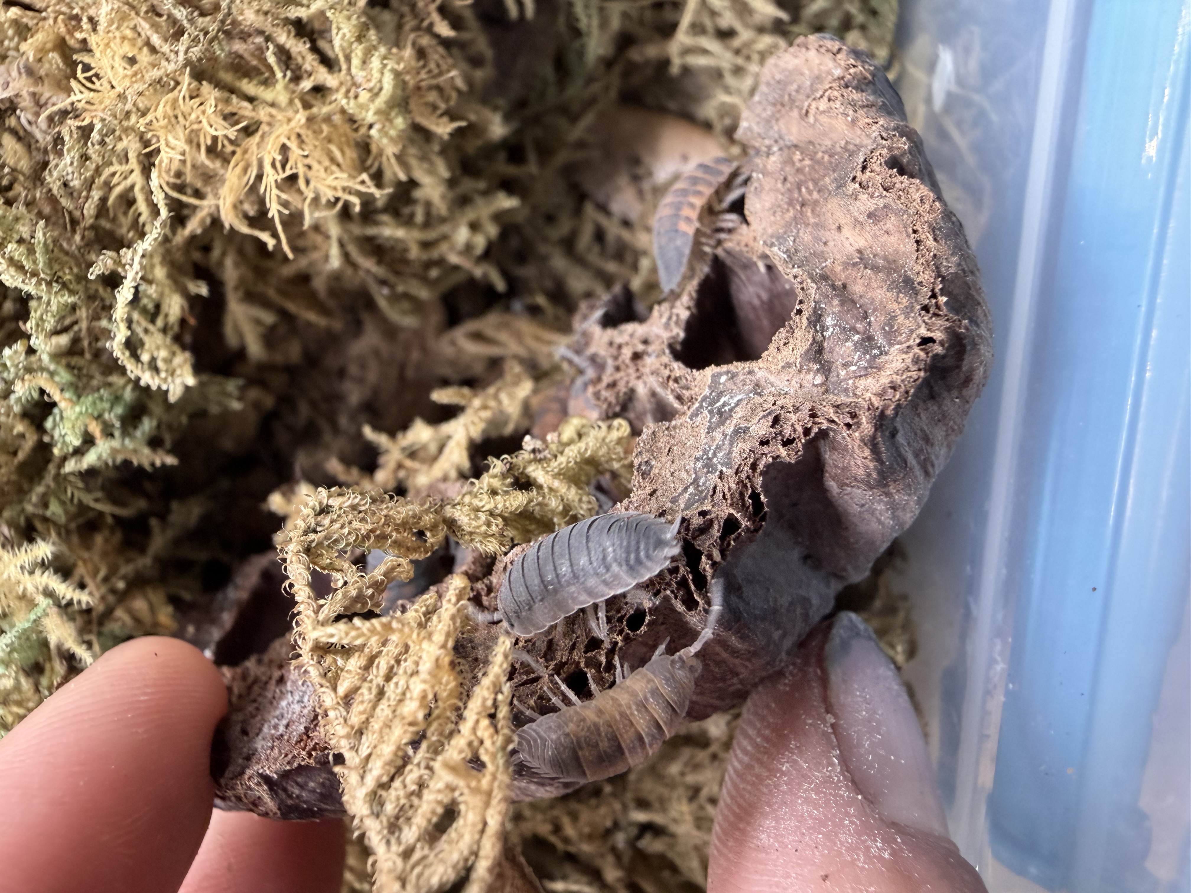 Lava Isopods - 10 Porcellio scanner
