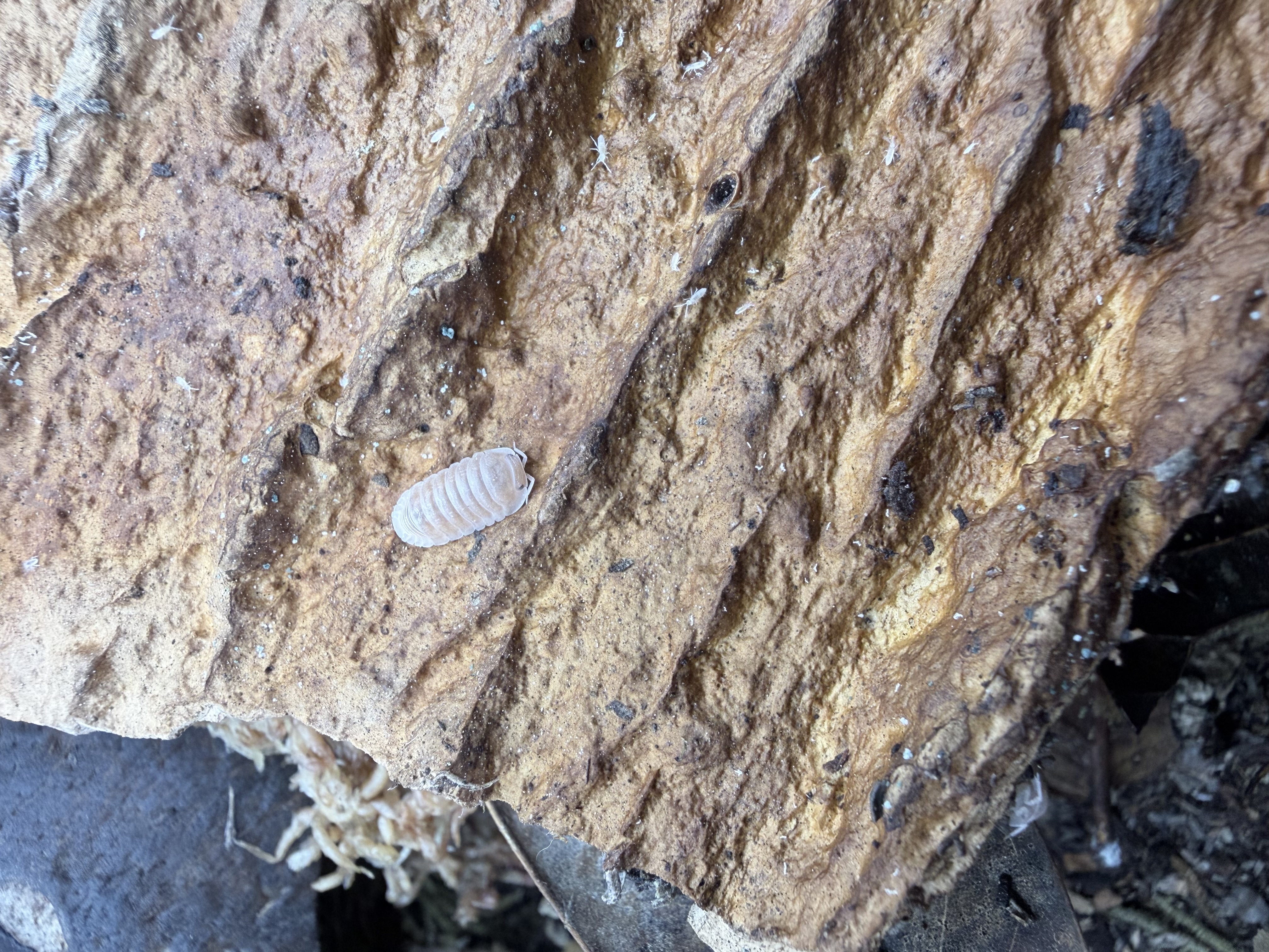 Papaya Isopods - 10 Cubaris murina “Papaya”