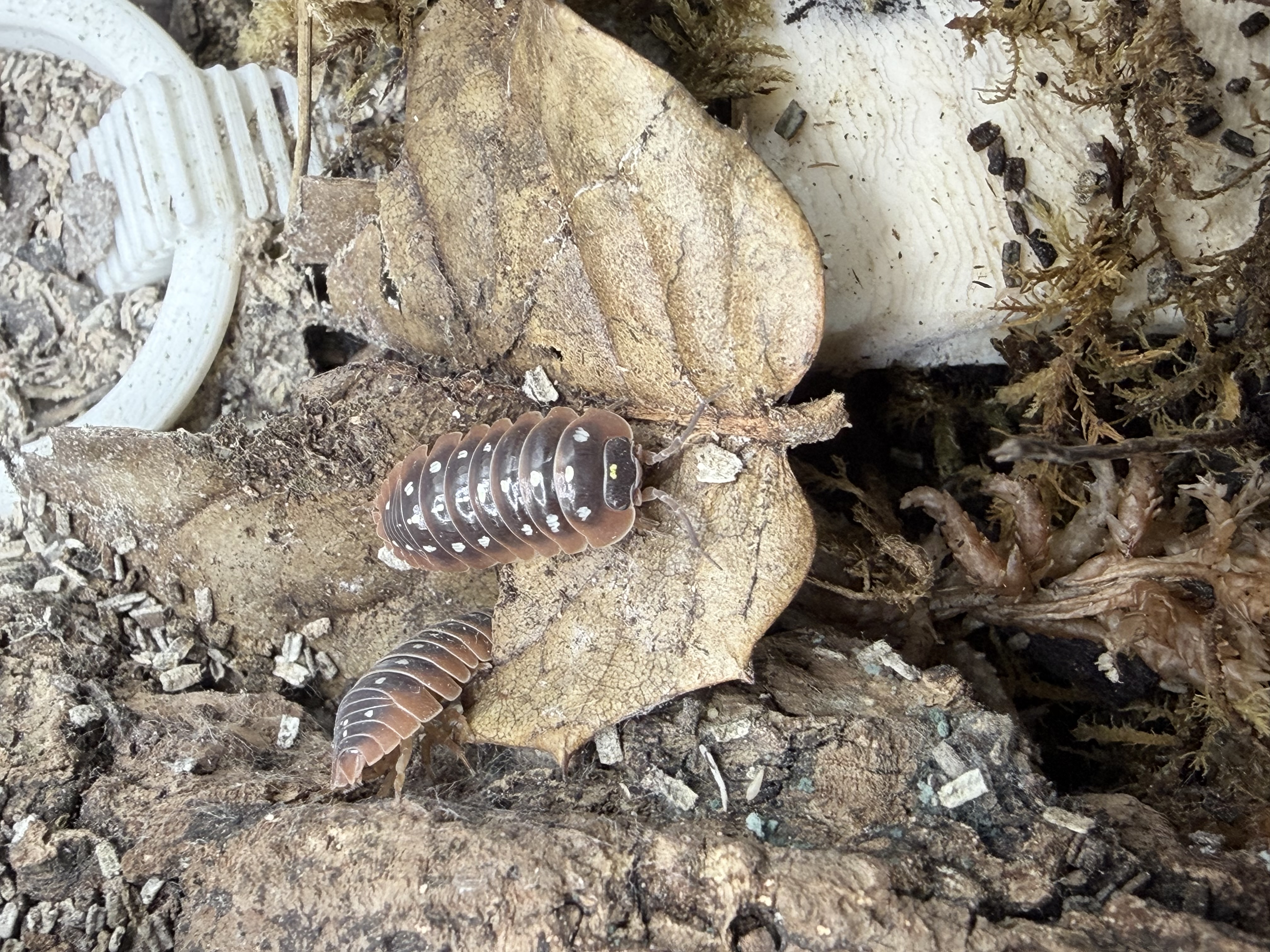 Montenegro Clown Isopods - 10 Armadillidium klugii