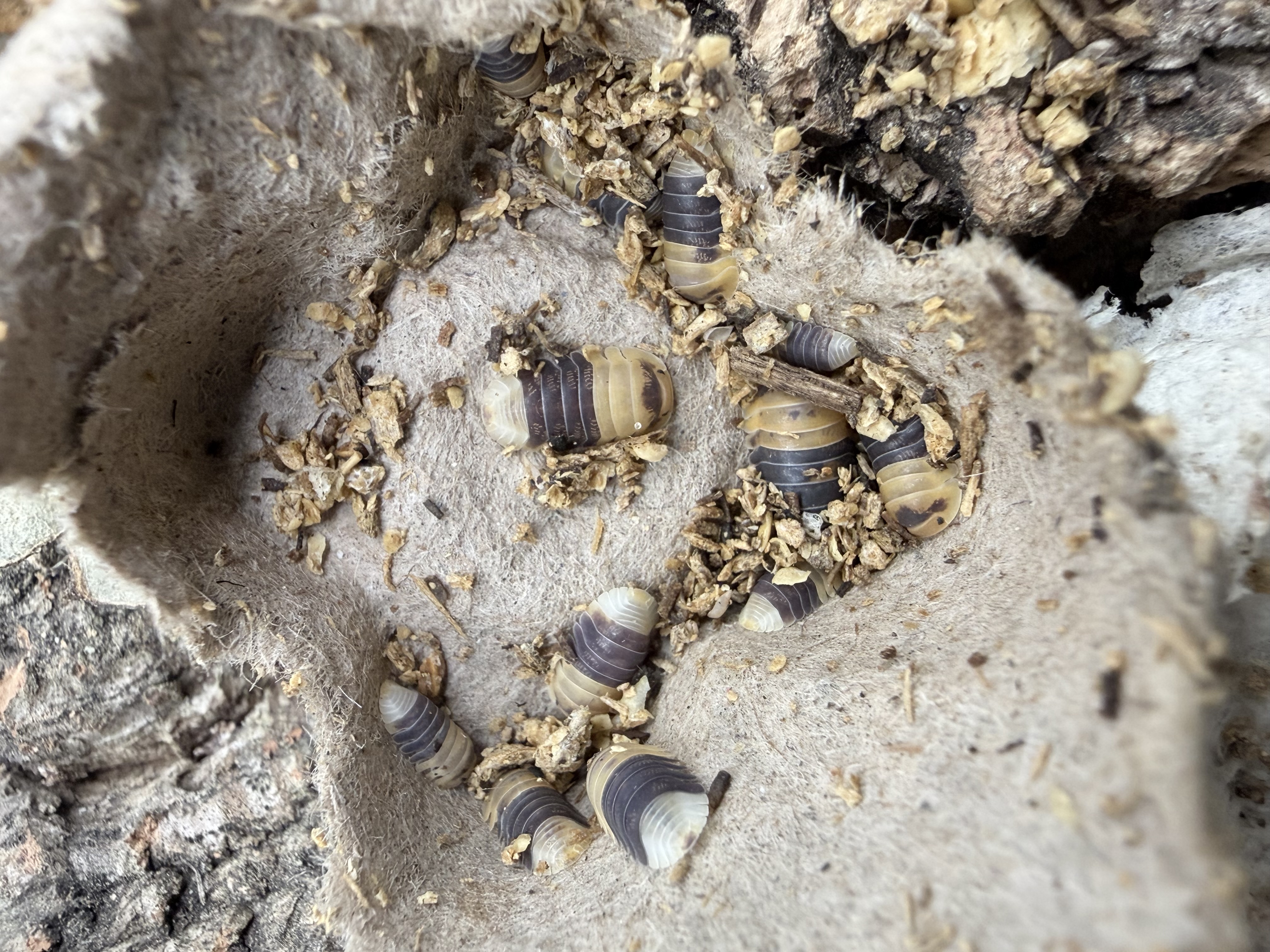 Bumble Bee Isopods - 10 Cubaris sp. “Bumble Bee”