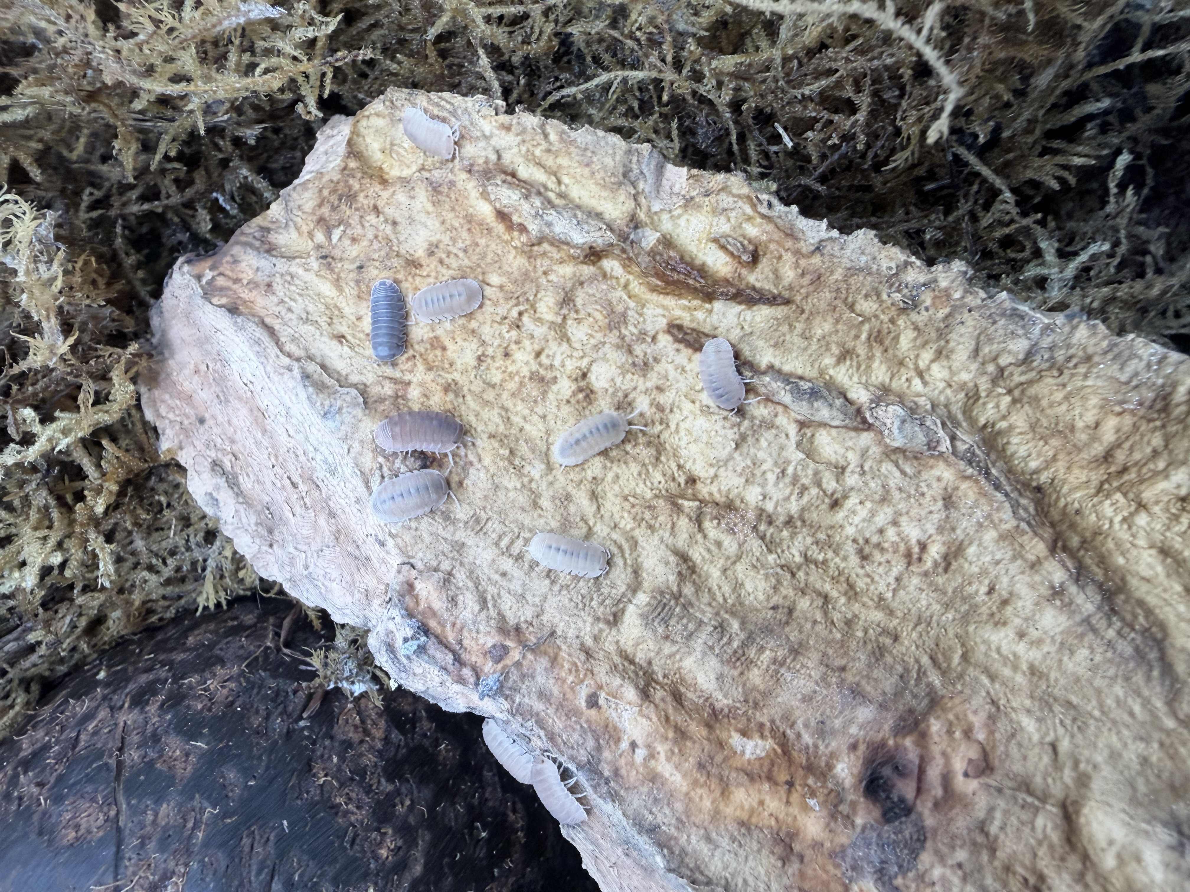 Mamey Isopods - 10 Cubaris sp. “Mamey”