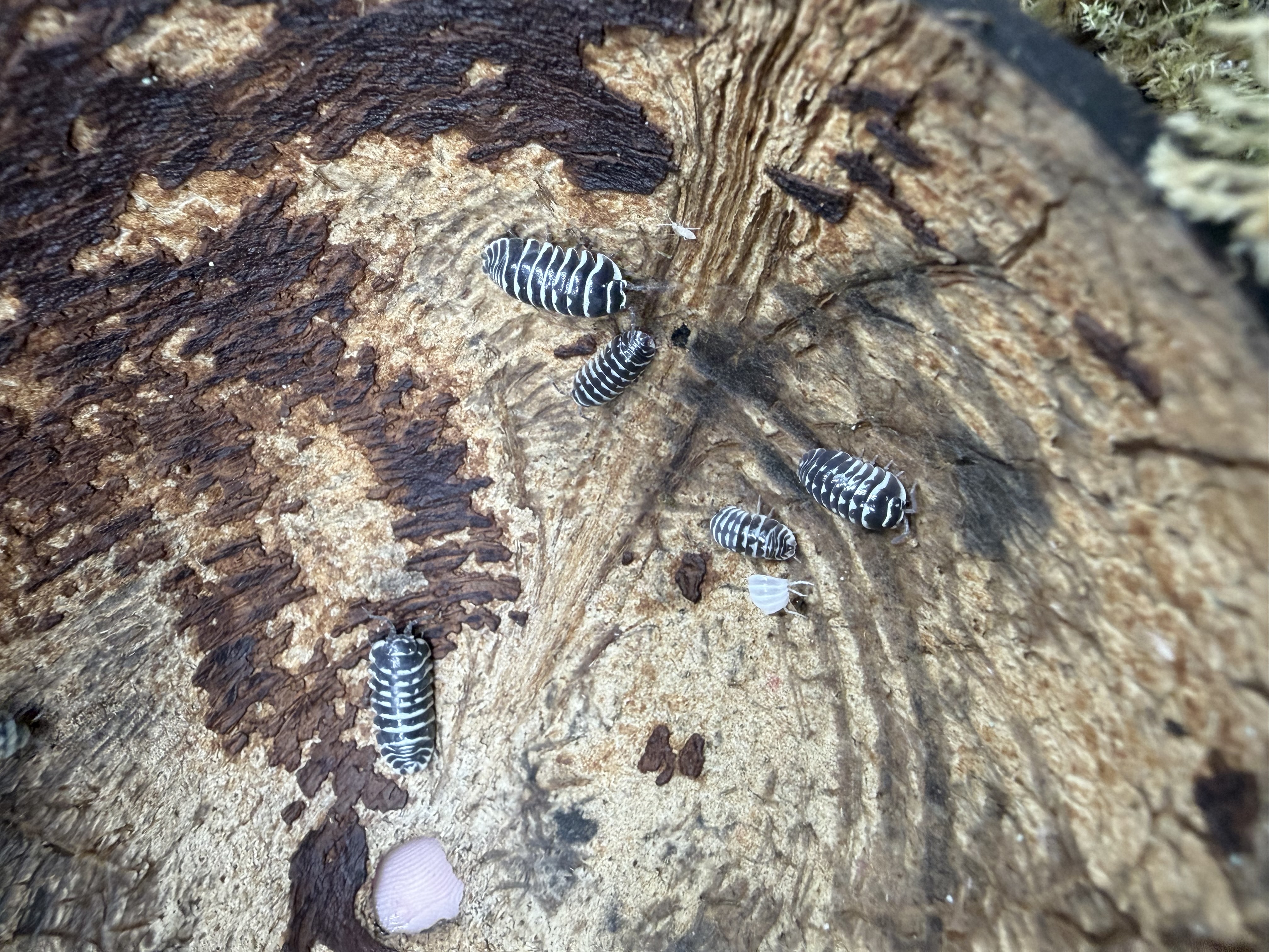 Zebra Isopods - 10 Armadillidium maculatum