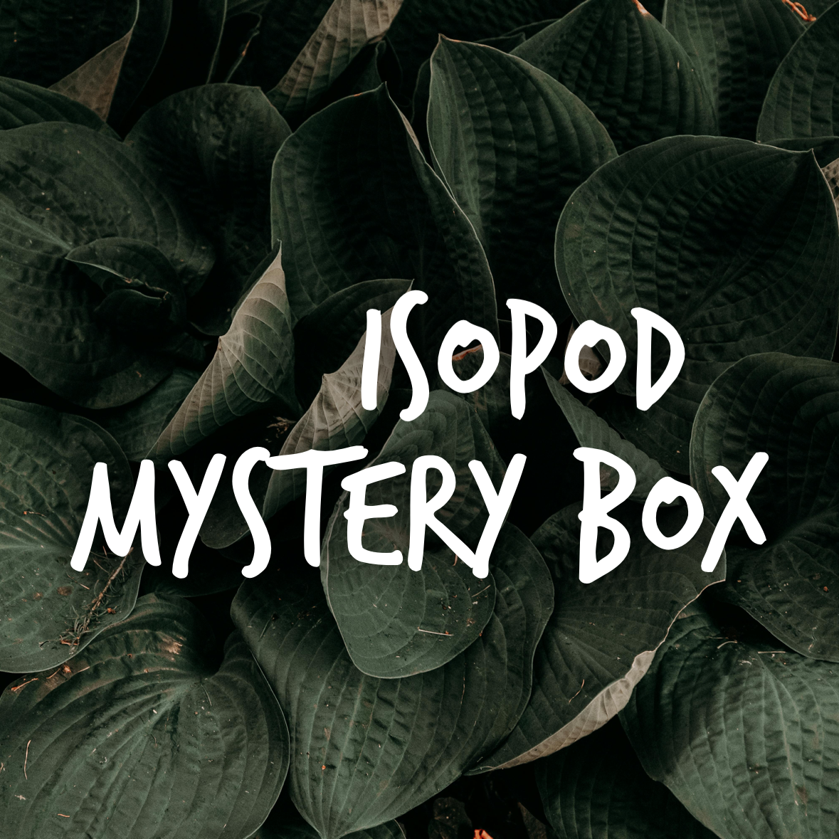 Isopod Mystery Box - 15 count starter colony