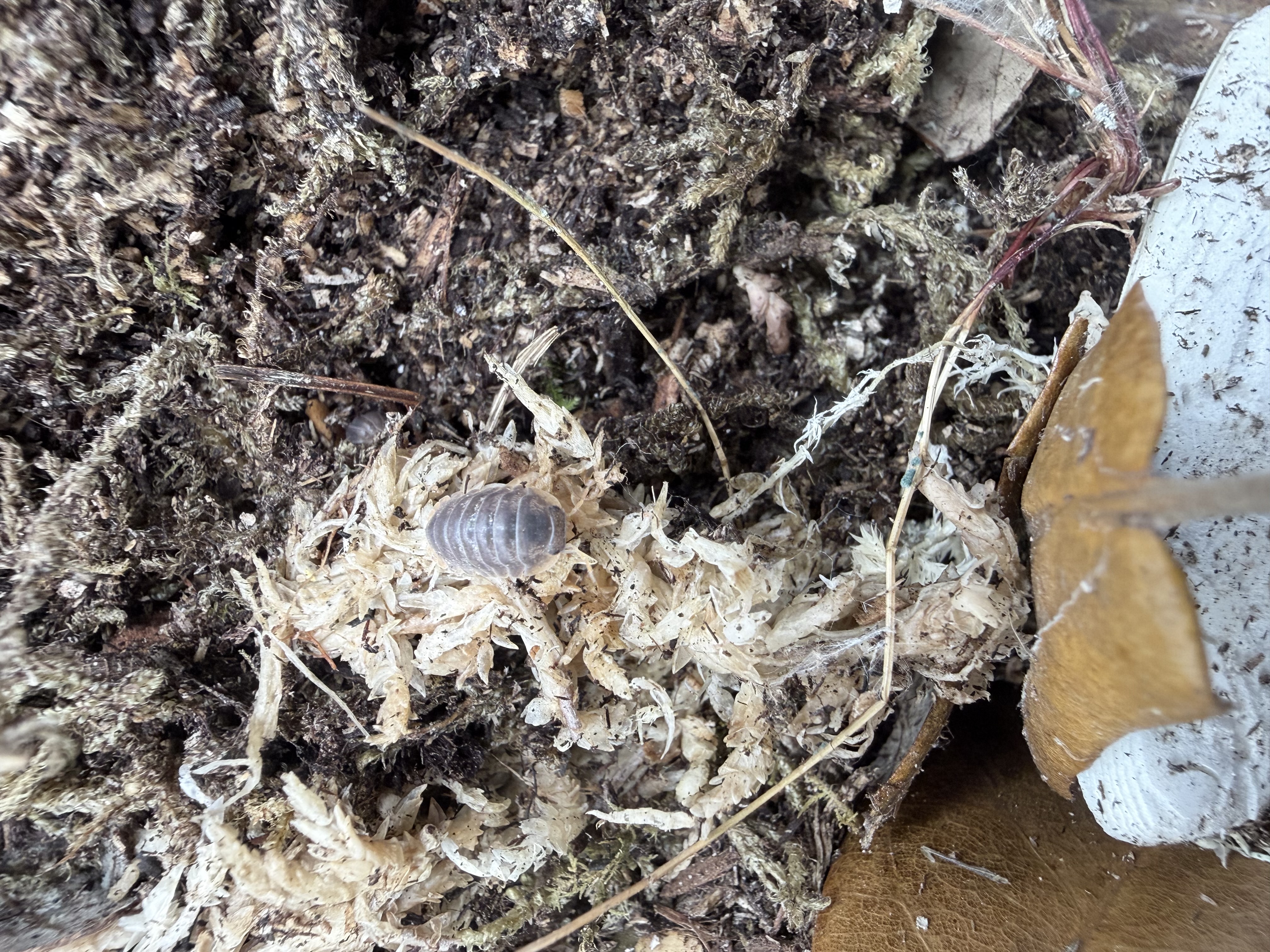 Miyako Isopods - 10 Cubaris sp. “Miyako”