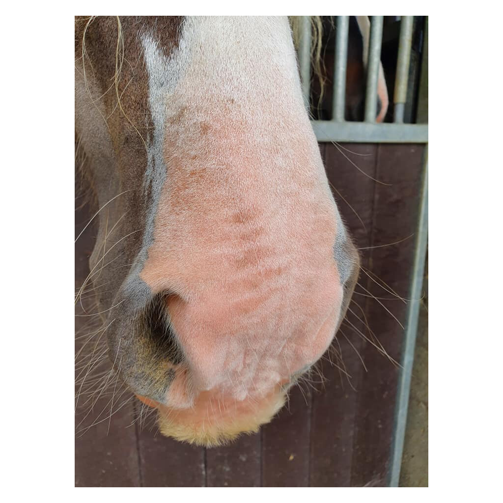 Excellent Horse Sunblock Cream SPF 30 