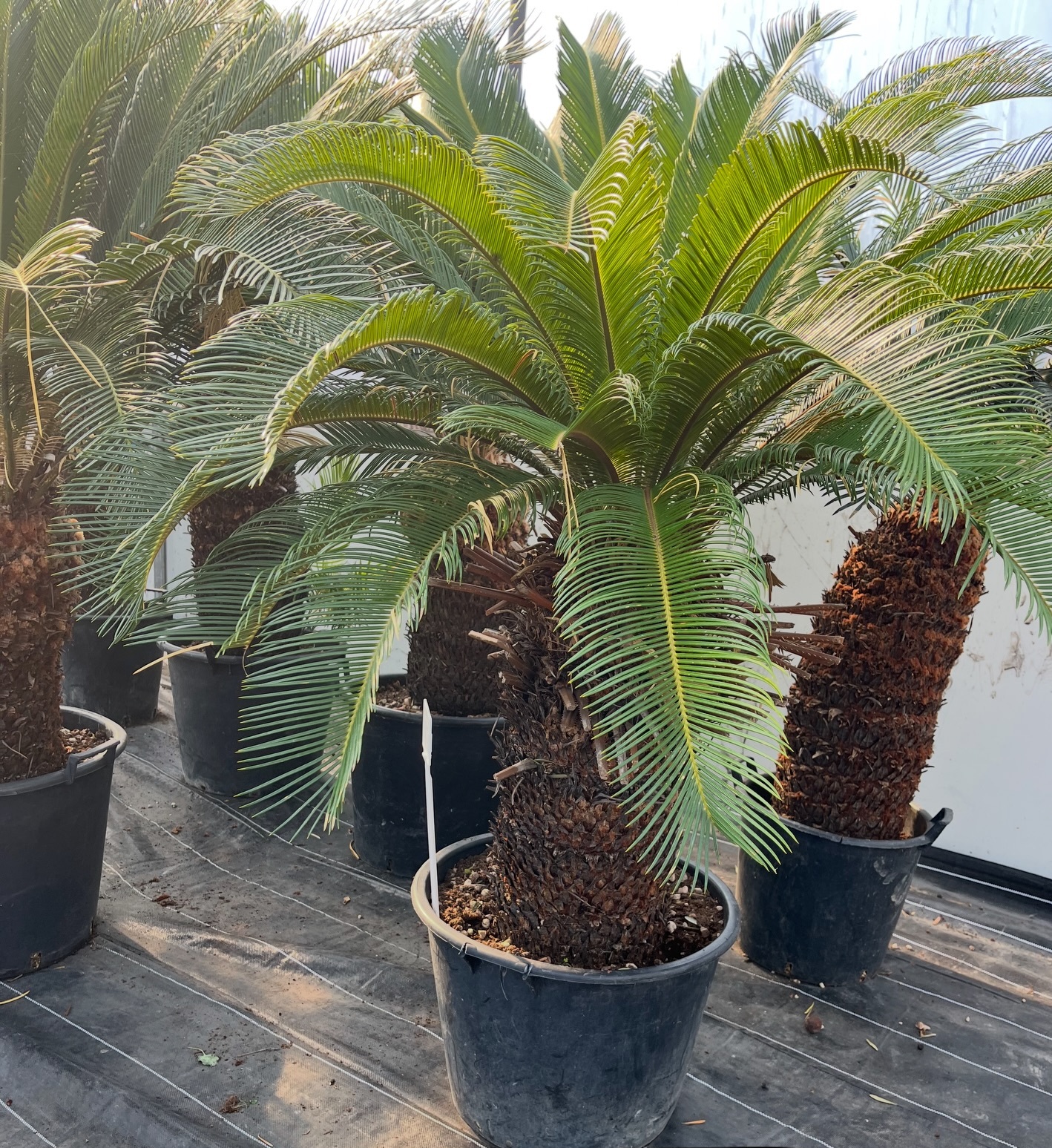 Sagowiec (Cycas revoluta)