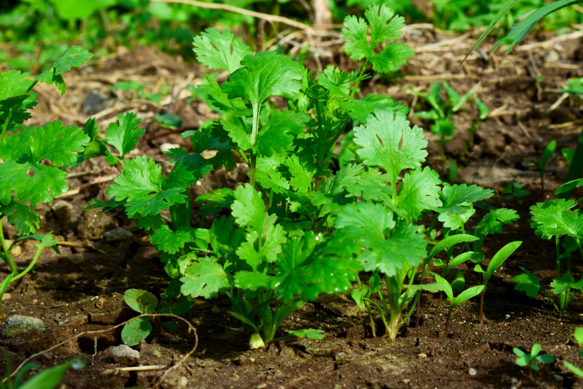 Coriander Plant (Dhaniya Plant)