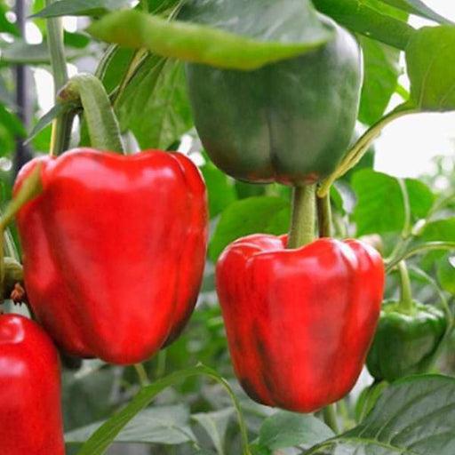Capsicum Plant (Shimla Mirch Plant)