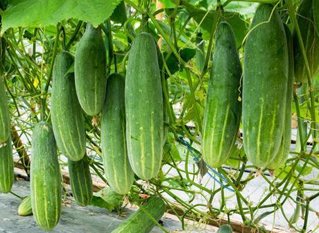 Cucumber Plant (Kheera Plant)