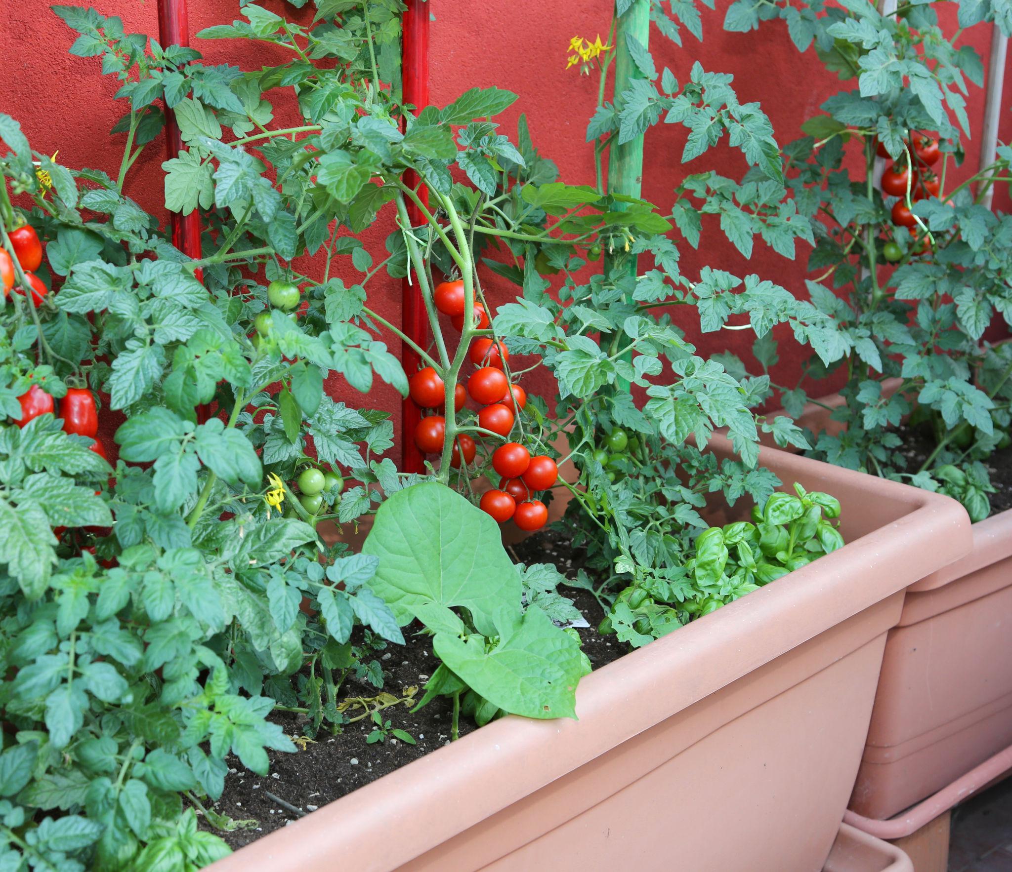 Tomato Plant (Tamatar Plant)
