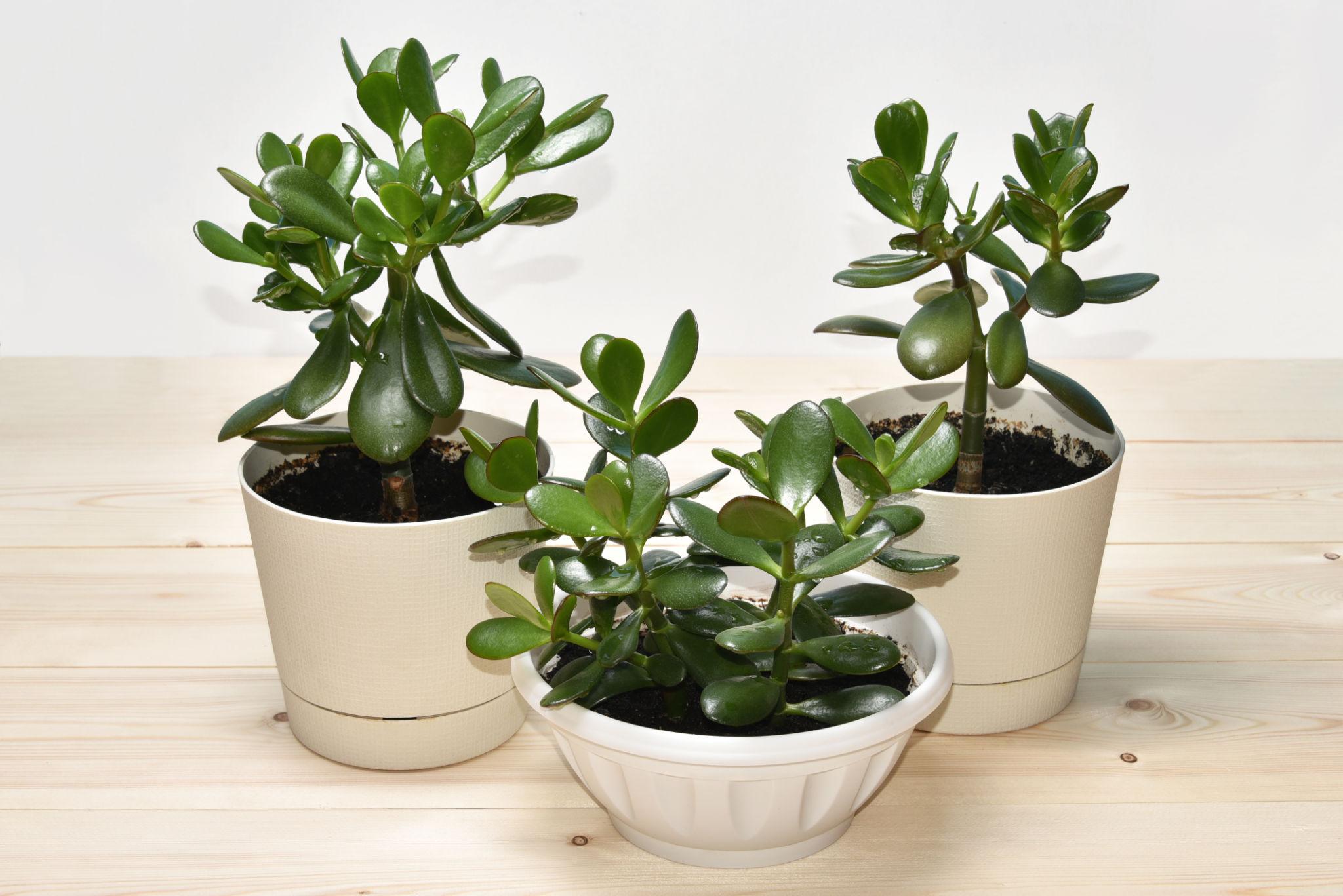 Jade Plant (Wealth Plant)