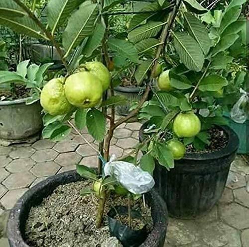Guava Plant (Amrud Fruit Plant)