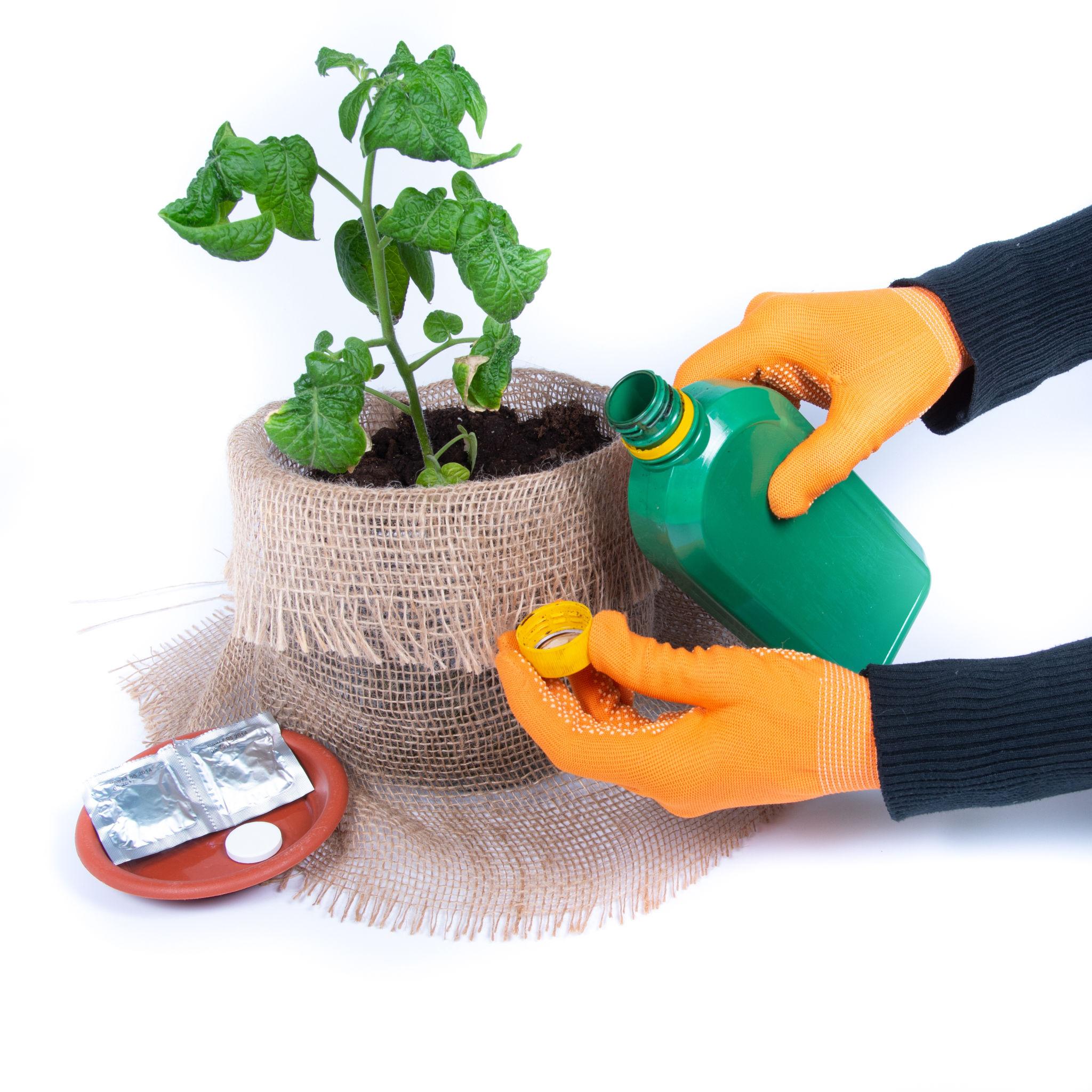 Neem Oil Spray