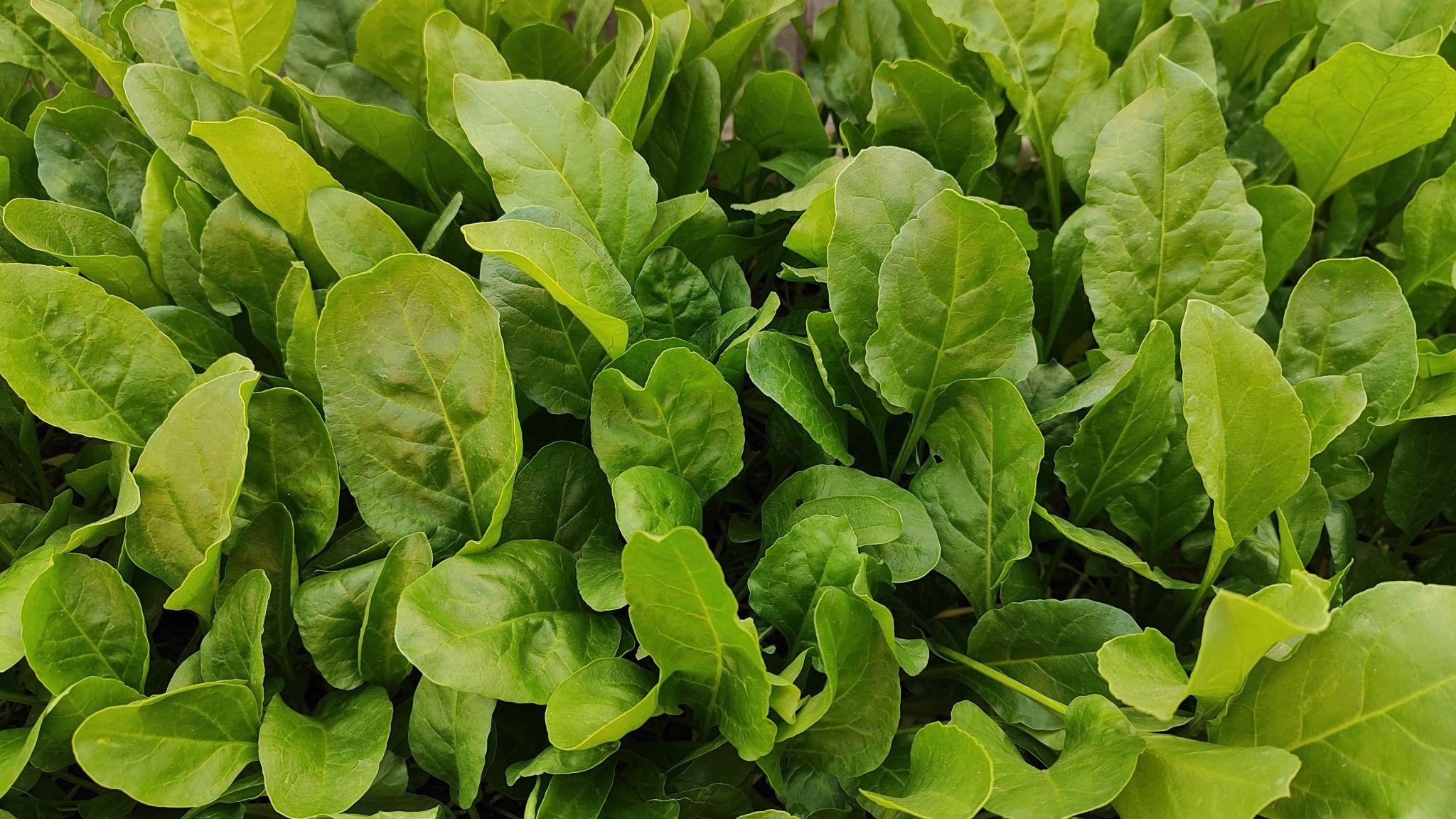 Spinach Plant (Palak Plant)