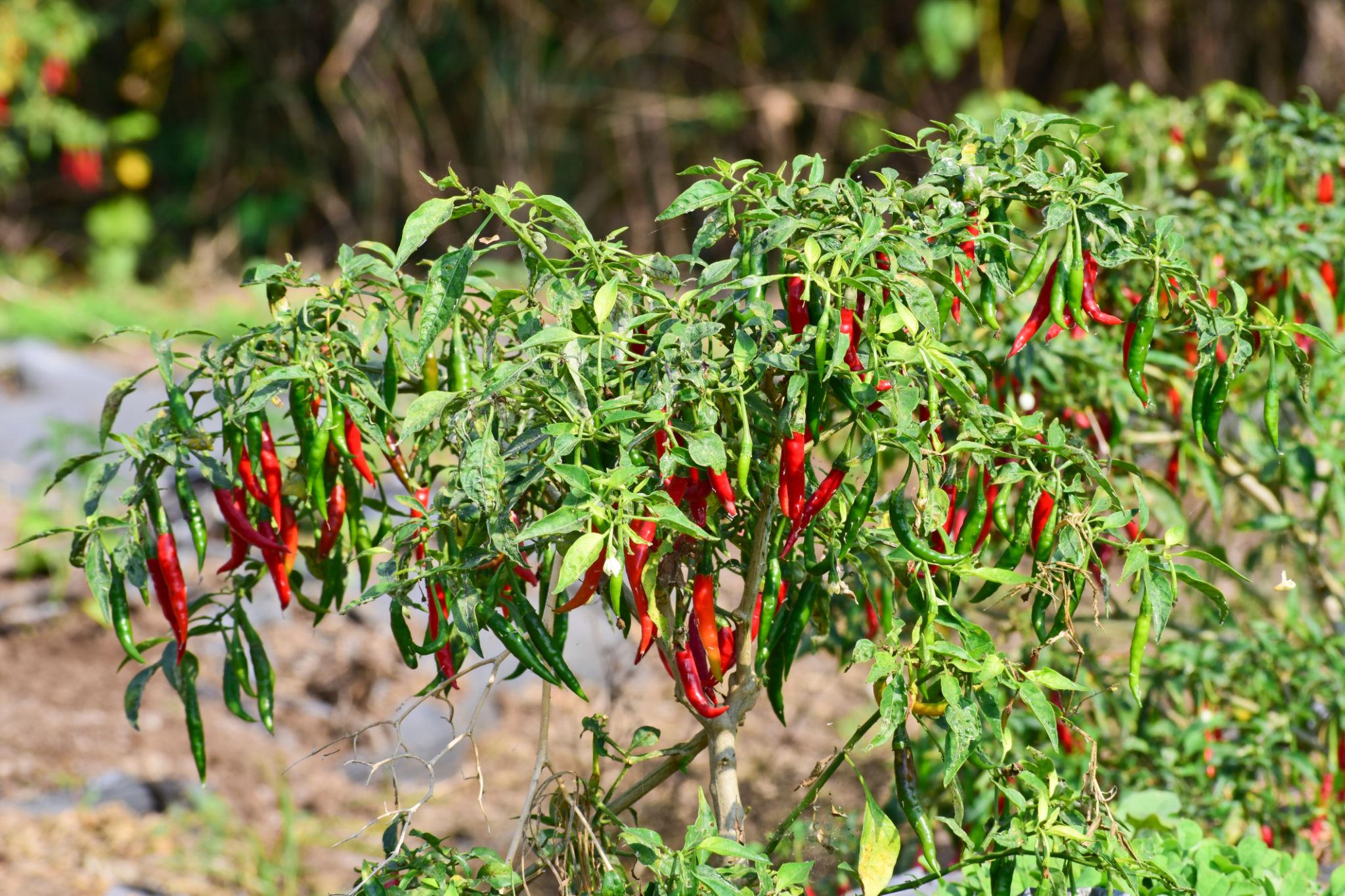 Chili Plant (Mirchi Plant)