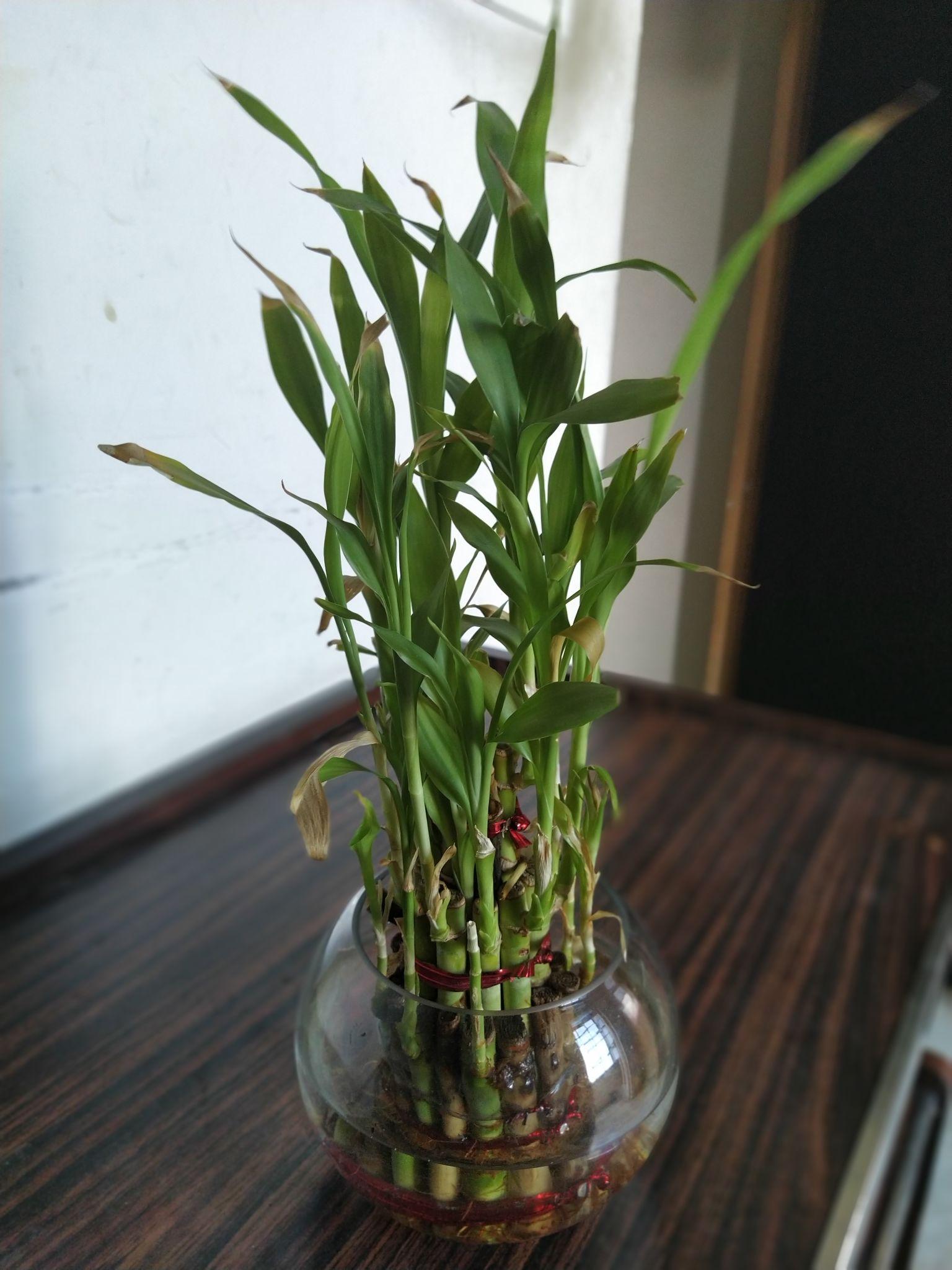 Lucky Bamboo Plant (Good Luck Plant)