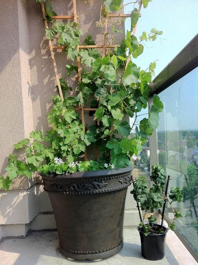 Grapes Plant (Angoor Fruit Plant)
