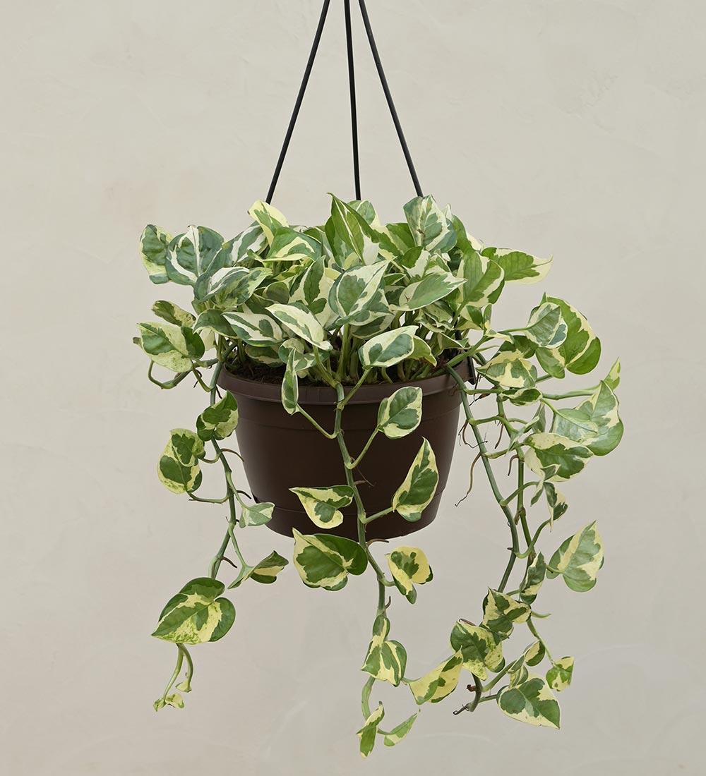 Money Plant (Lucky Indoor Plant)