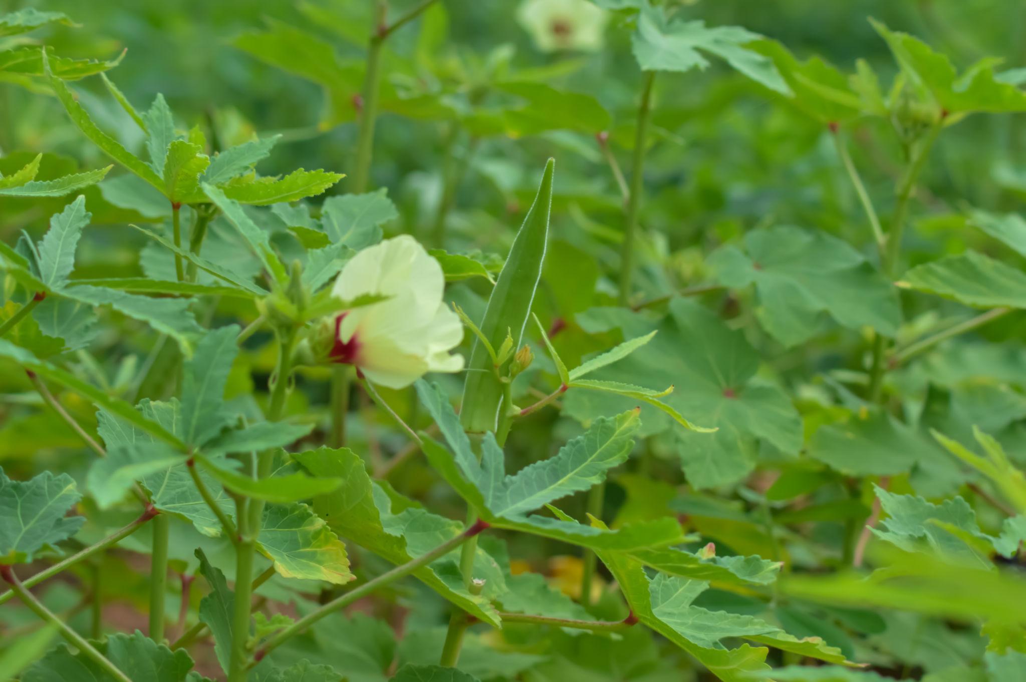 Lady Finger Plant (Bhindi Plant)