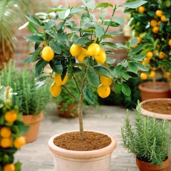 Lemon Plant (Nimbu Fruit Plant)