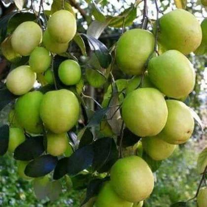 Apple Ber Plant (Hybrid Fruit Plant)