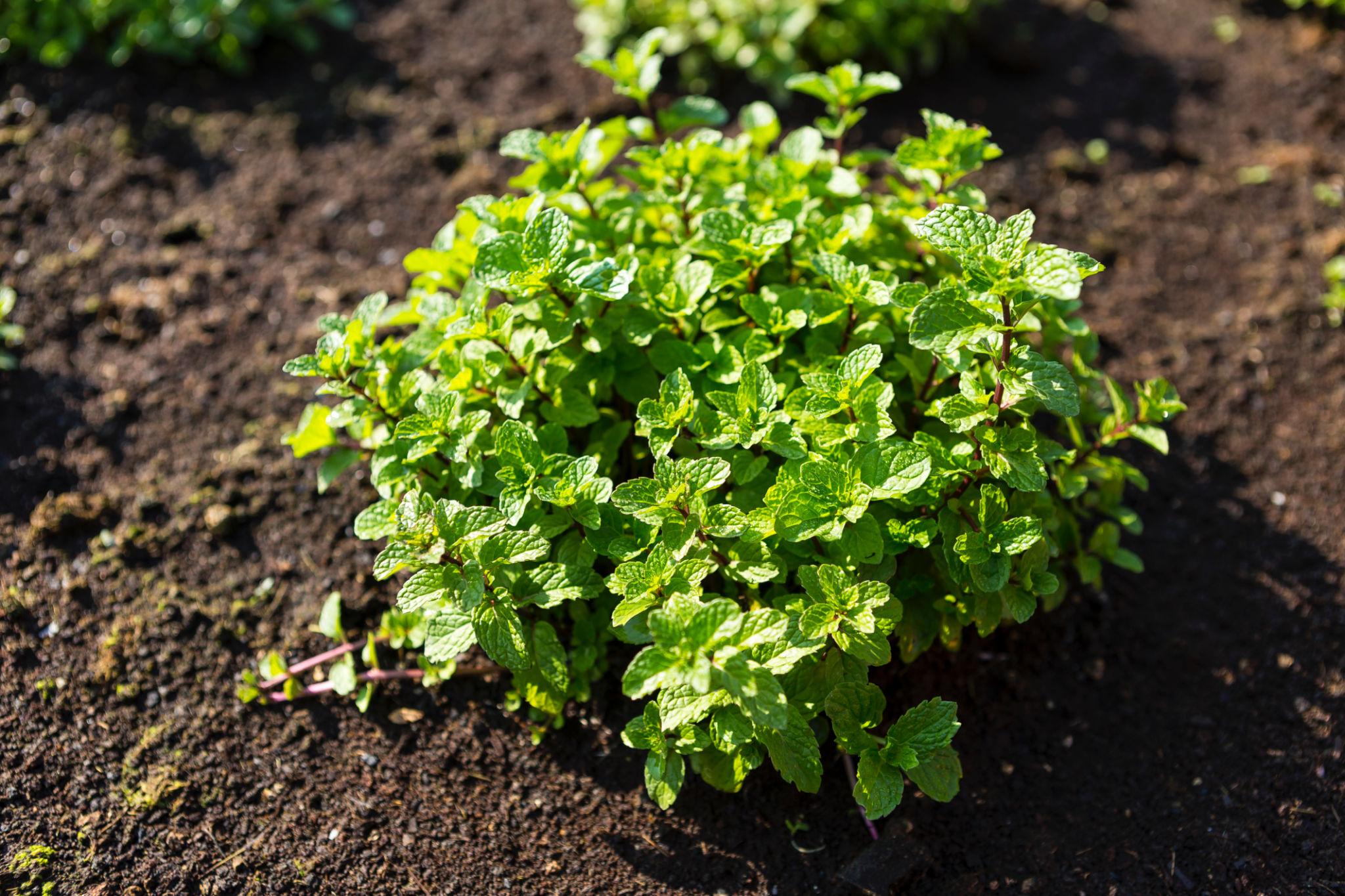 Mint Plant (Pudina Plant)