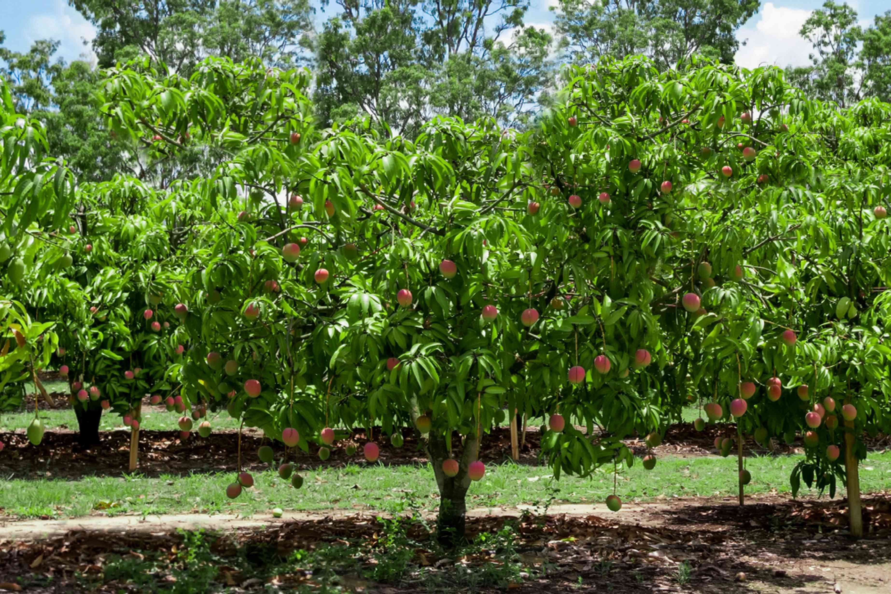 Mango Plant (Desi Aam Fruit Plant)
