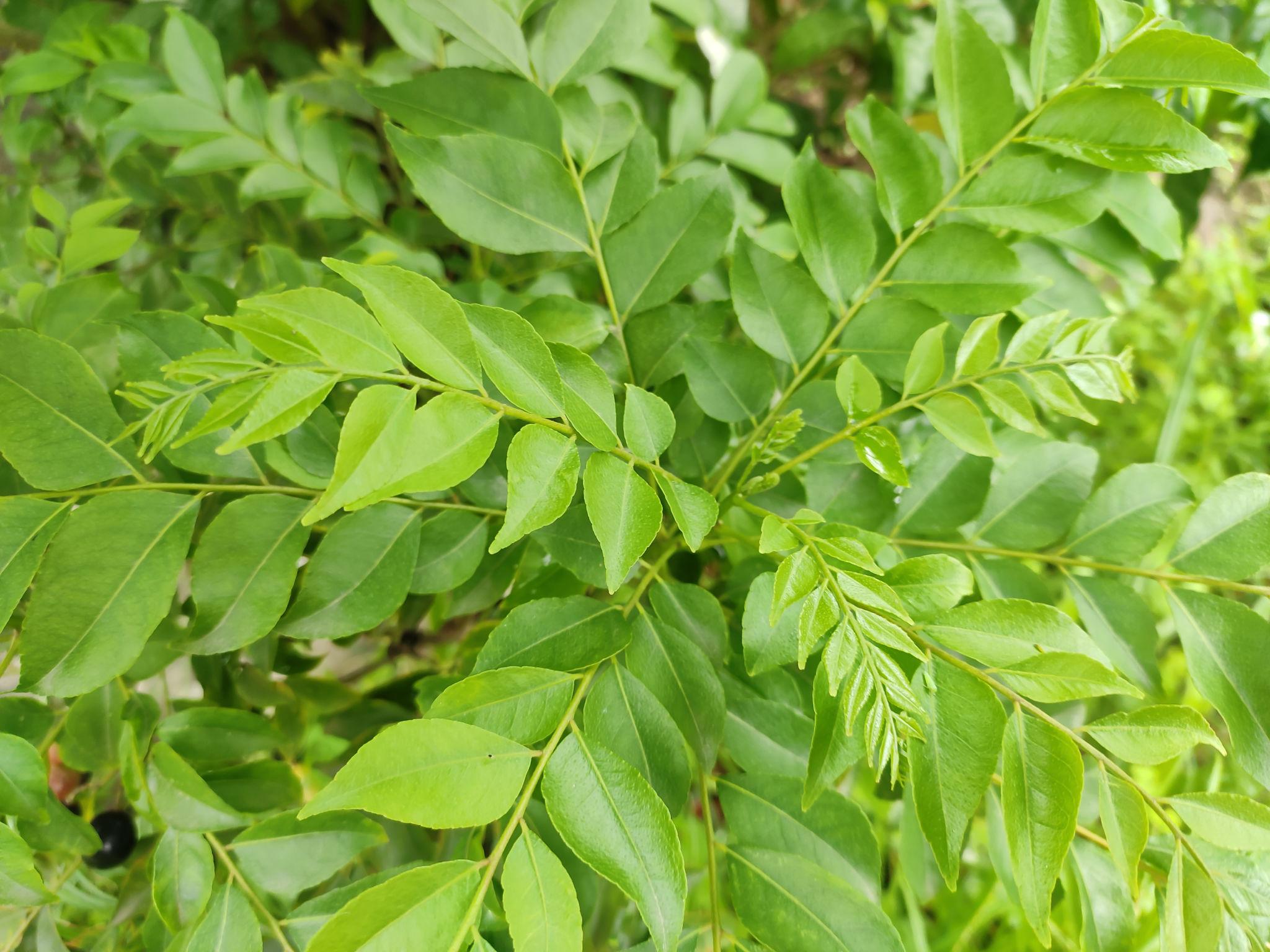 Curry Leaf Plant (Kadi Patta Plant)