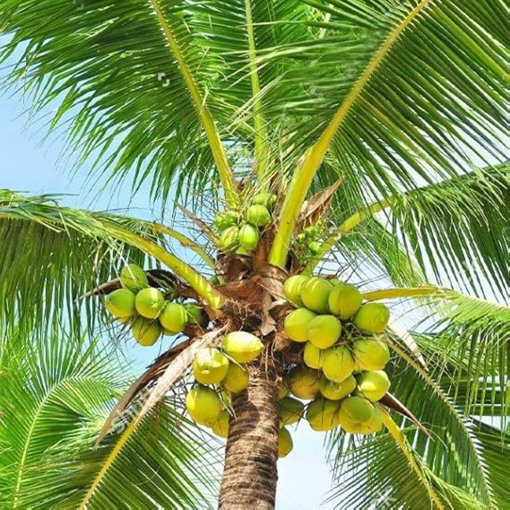 Coconut Plant (Nariyal Tree)