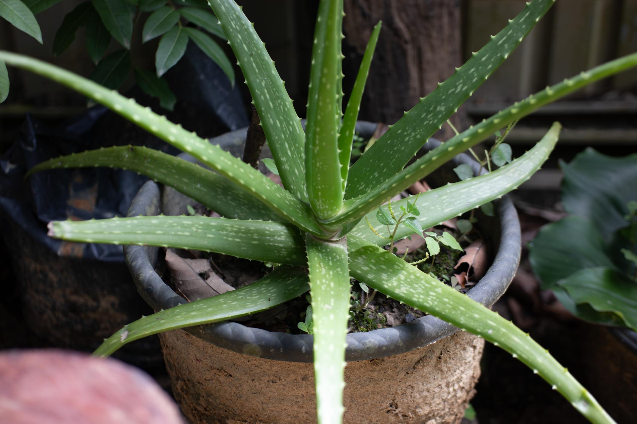 Aloe Vera (Medicinal Plant)