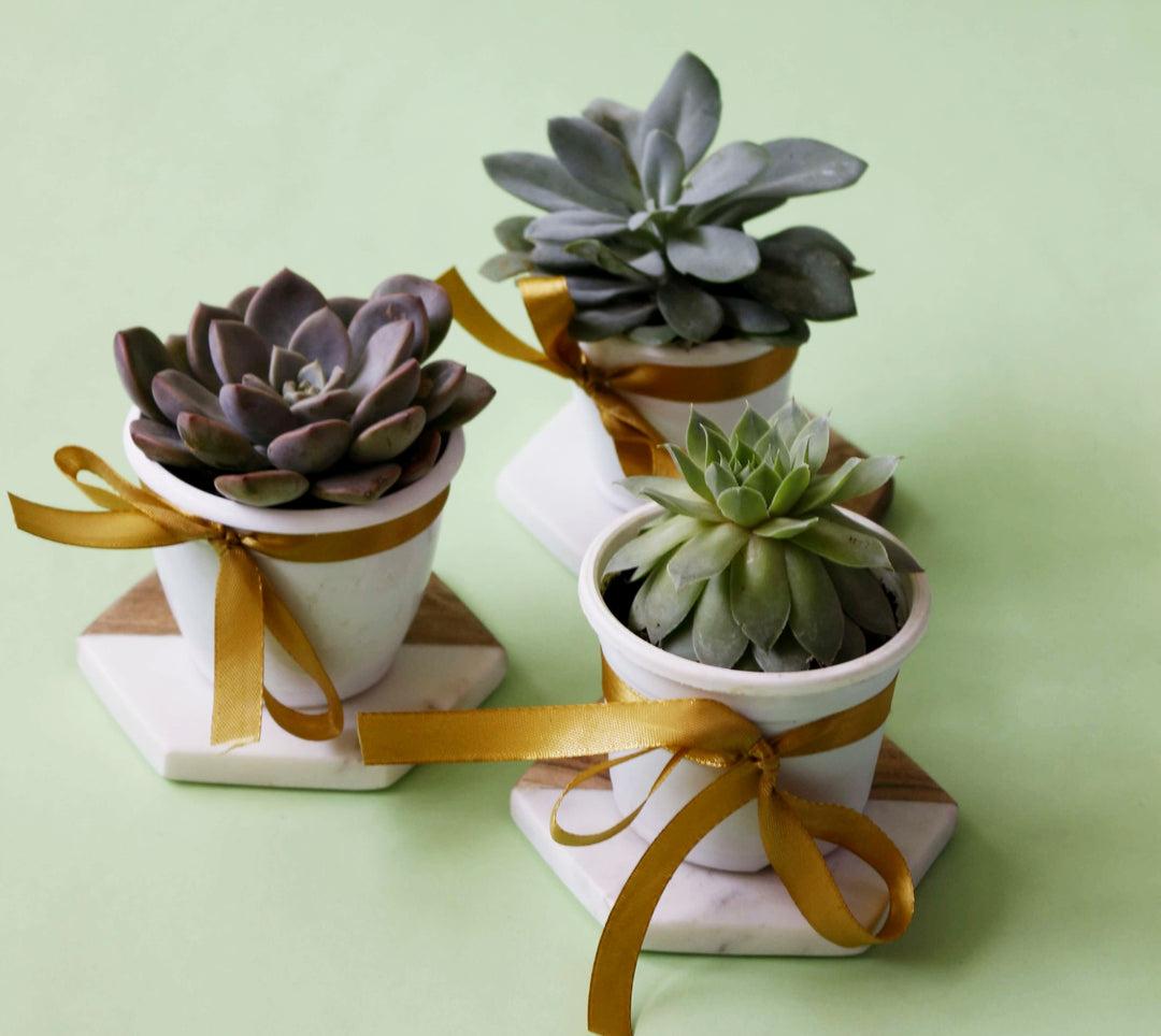 Mini Succulent Combo