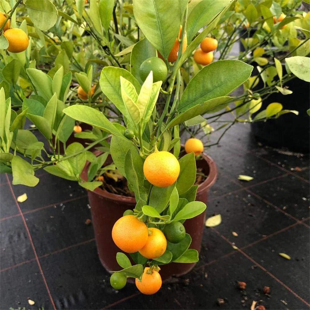Orange Plant (Santra Fruit Plant)