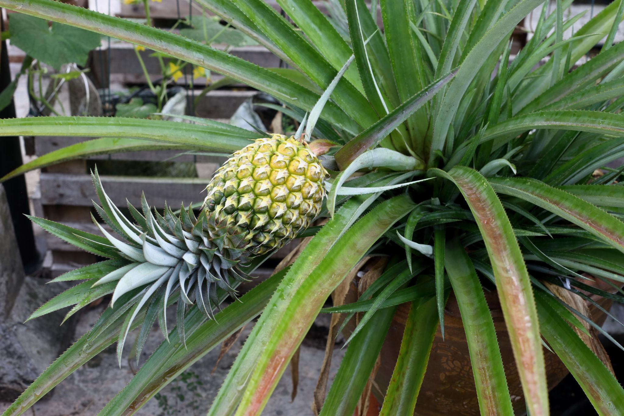 Pineapple Plant (Ananas Fruit Plant)