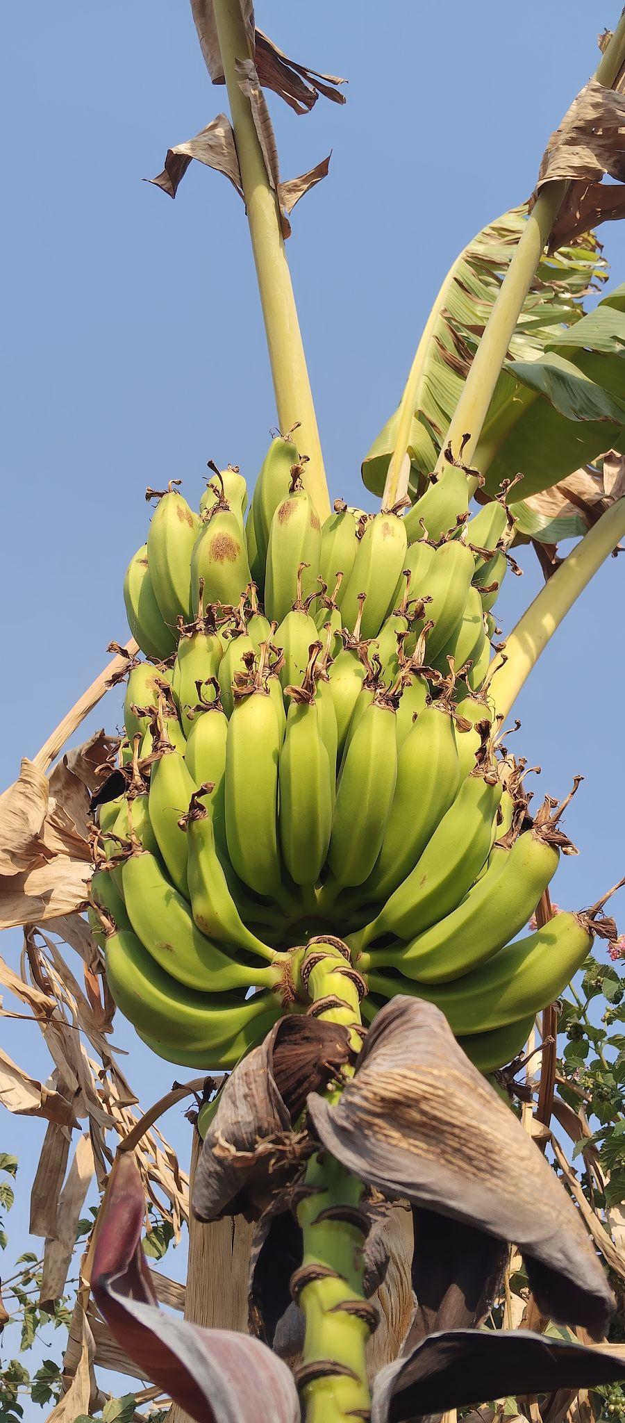 Banana Plant (Kela Fruit Plant)