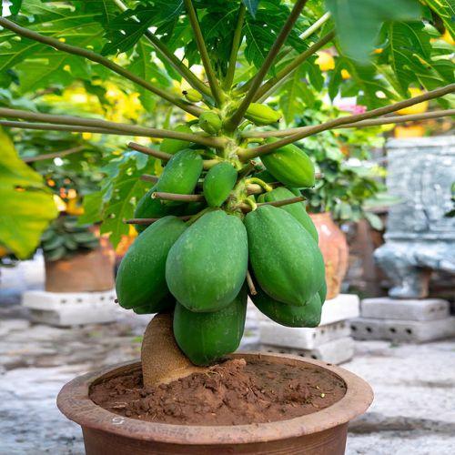 Papaya Plant (Papita Fruit Plant)