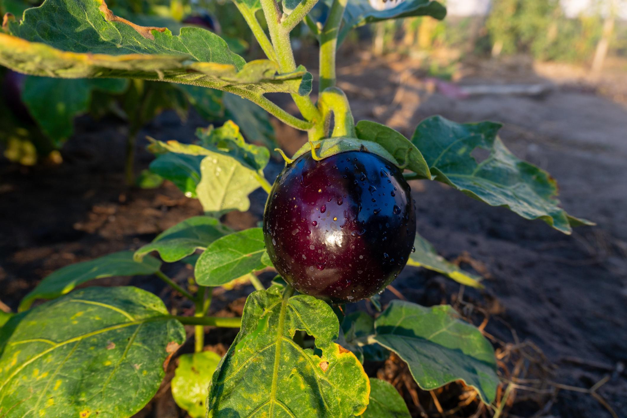 Brinjal Plant (Baingan Plant)