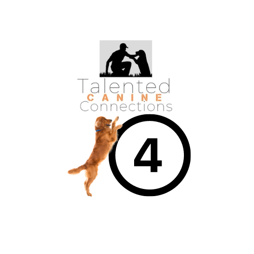 Four Individual Dog Training Sessions