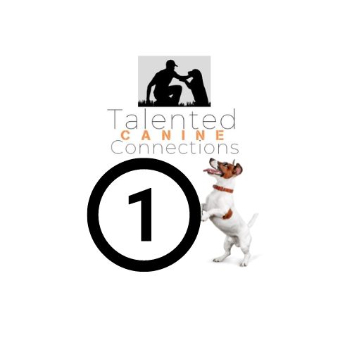 One Individual Dog Training Session