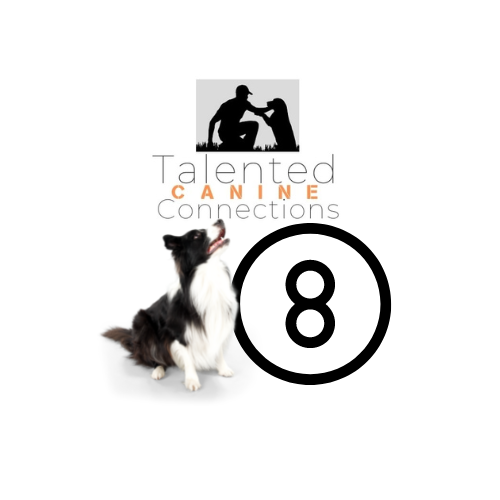 Eight Individual Dog Training Sessions
