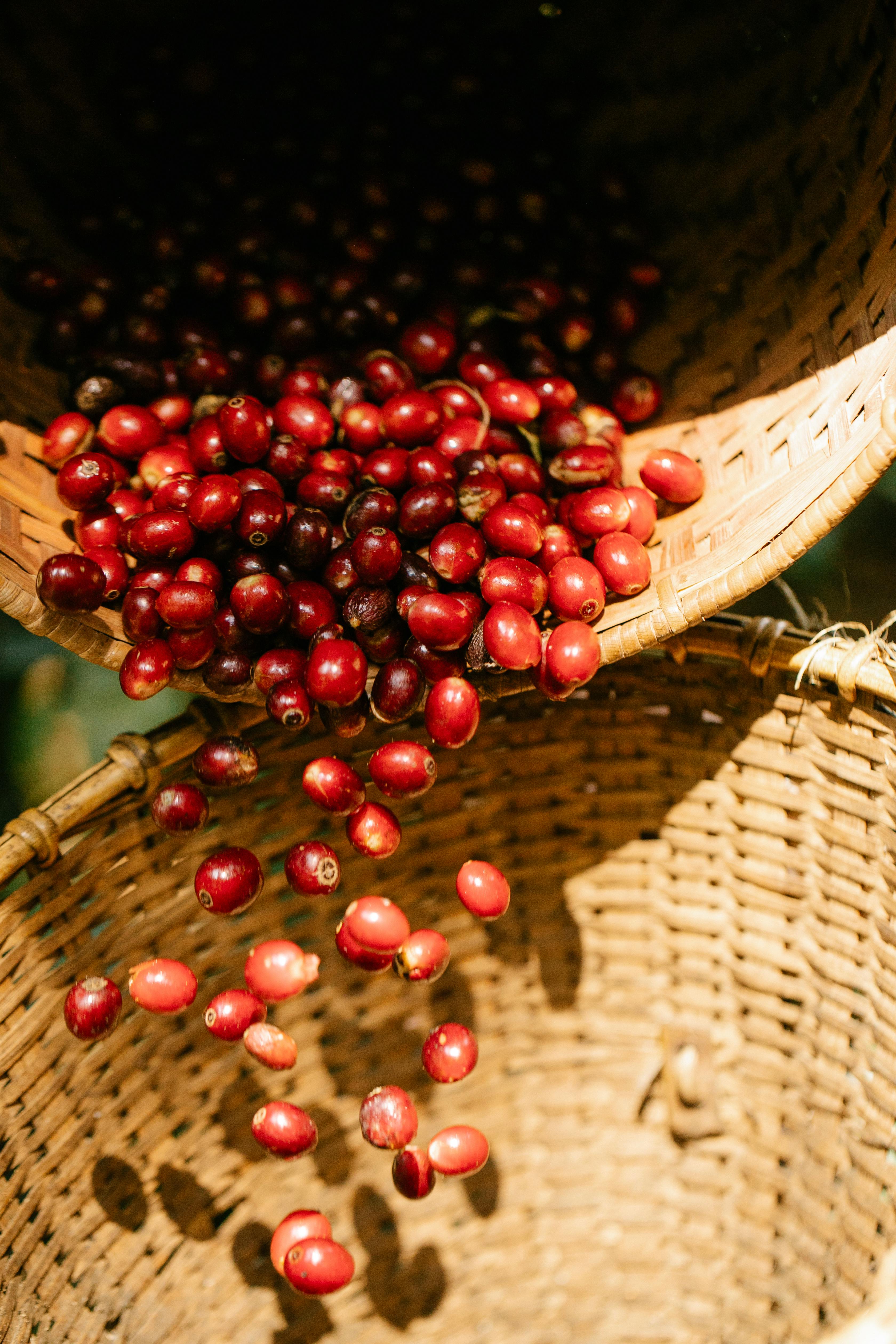 The Art of Coffee: A Hands-On Plantation Experience