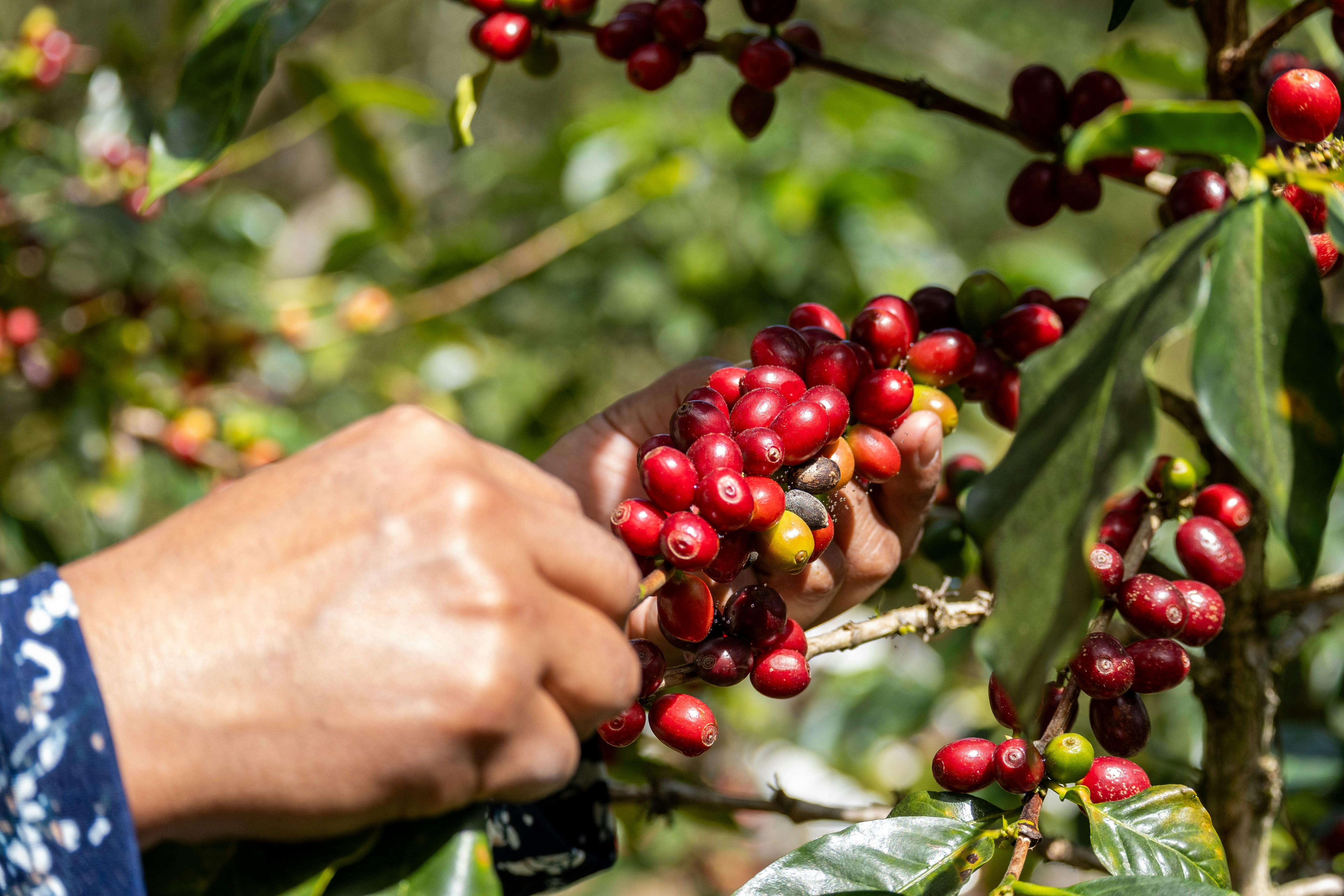 The Art of Coffee: A Hands-On Plantation Experience