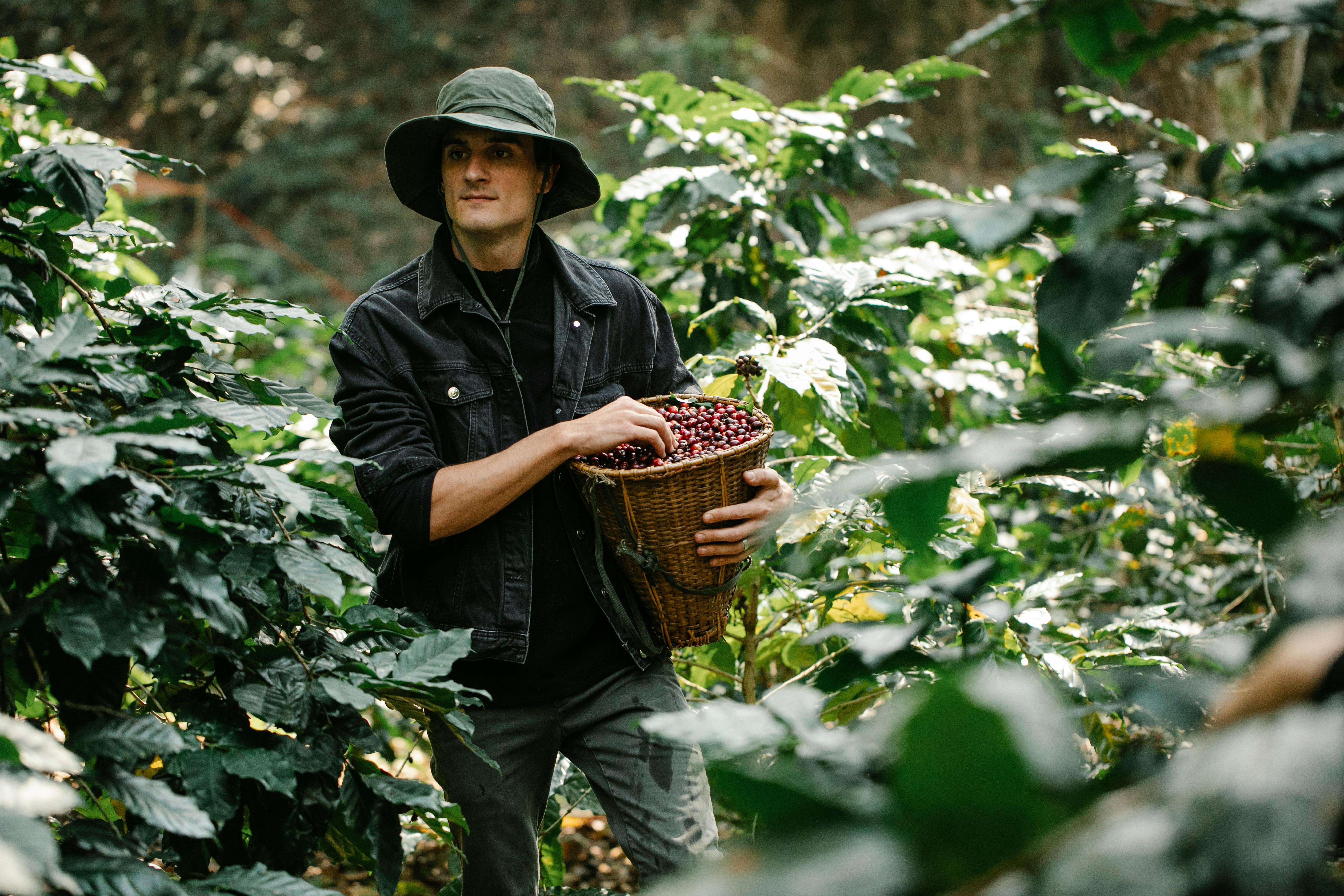 The Art of Coffee: A Hands-On Plantation Experience