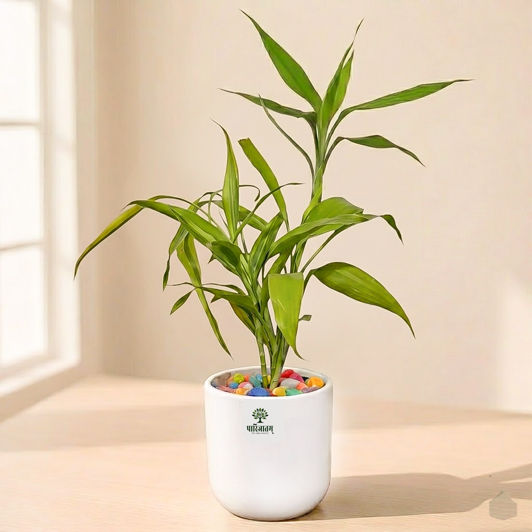 Lucky Bamboo Plant in Ceramic Pot