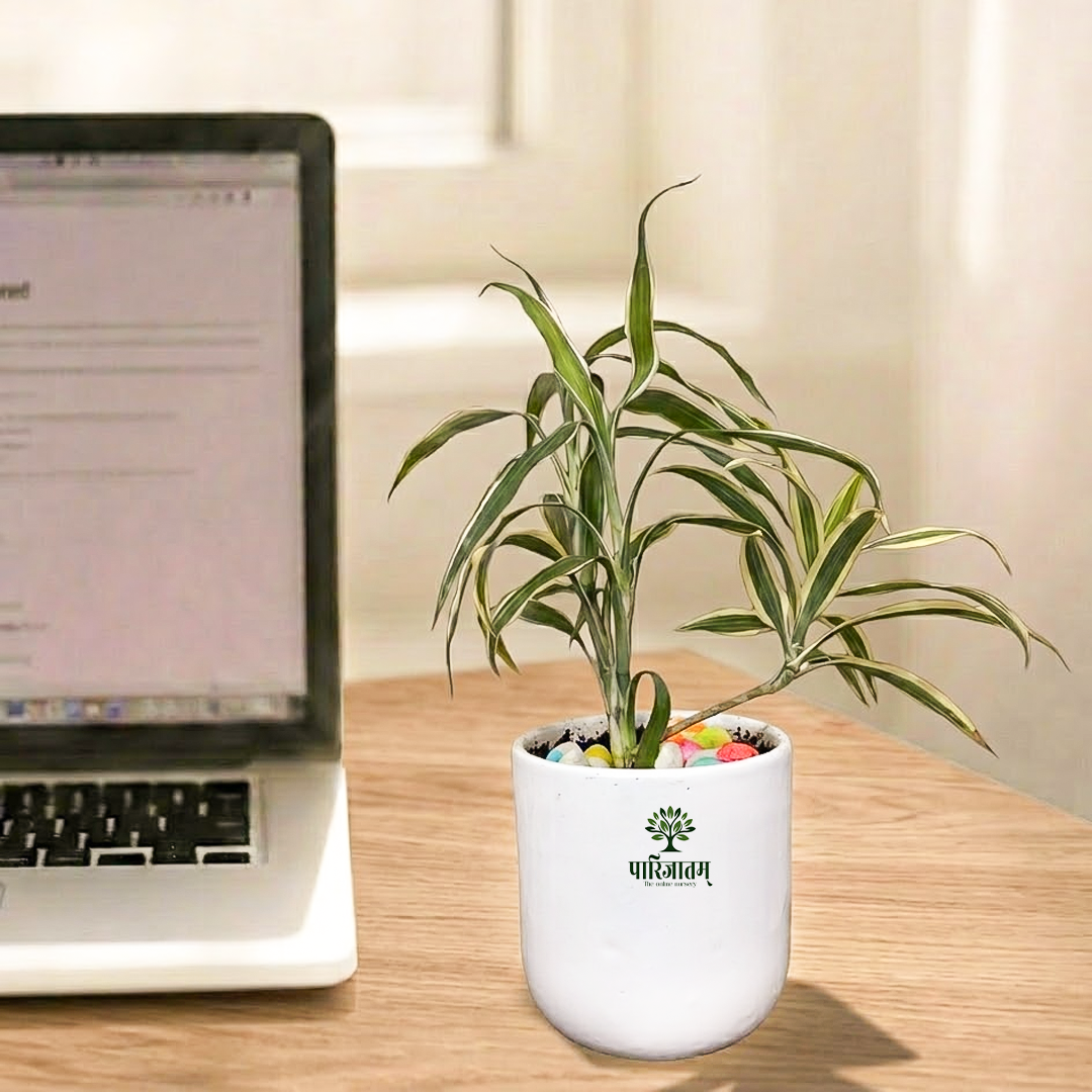 Indoor Green Plant in Ceramic Pot