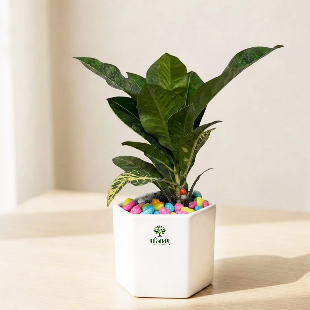 Croton Indoor Plant