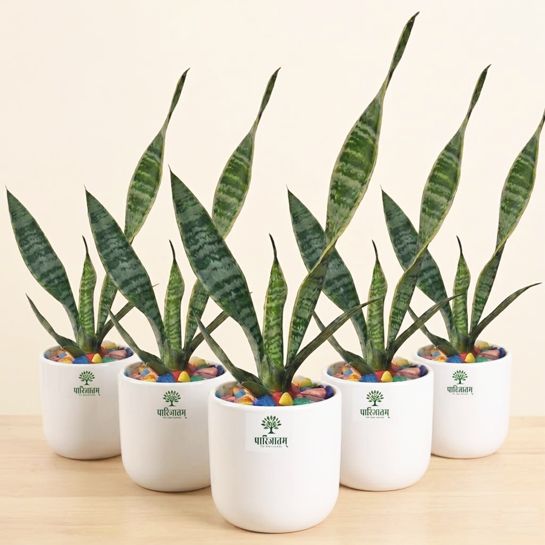 Sansevieria Cylindrica Plant Set