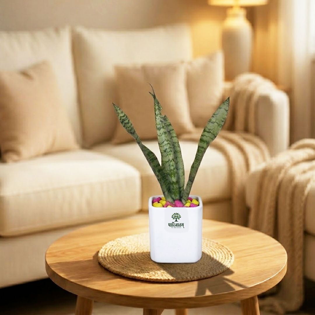 Snake Plant in Ceramic Pot